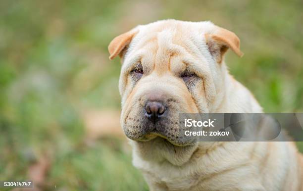 Shar Pei Puppy Stock Photo - Download Image Now - Animal, Animal Nose, Beauty In Nature