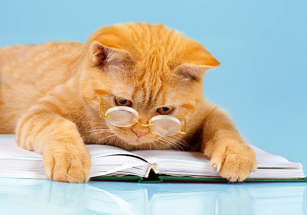 kot czytnika - report reading business book zdjęcia i obrazy z banku zdjęć