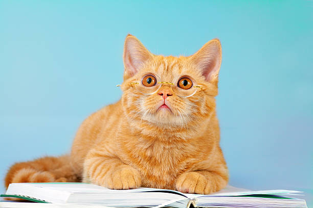 istock Cat wearing glasses lays on book 530414877