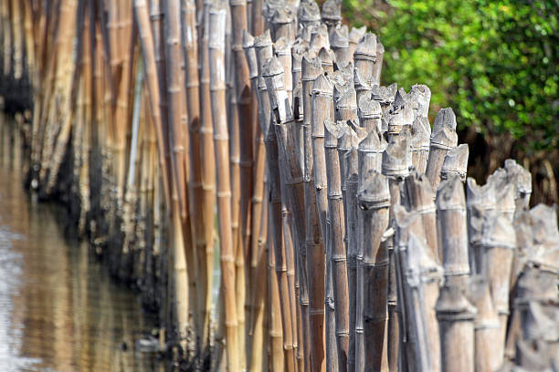 istock Bamboo Barrier for Mangrove Forest Protection 530414883