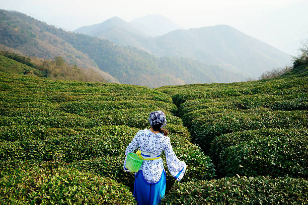 Young woman collecting tea Young woman collecting tea in south china yunnan province stock pictures, royalty-free photos & images