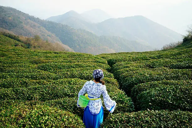 Young woman collecting tea in south china