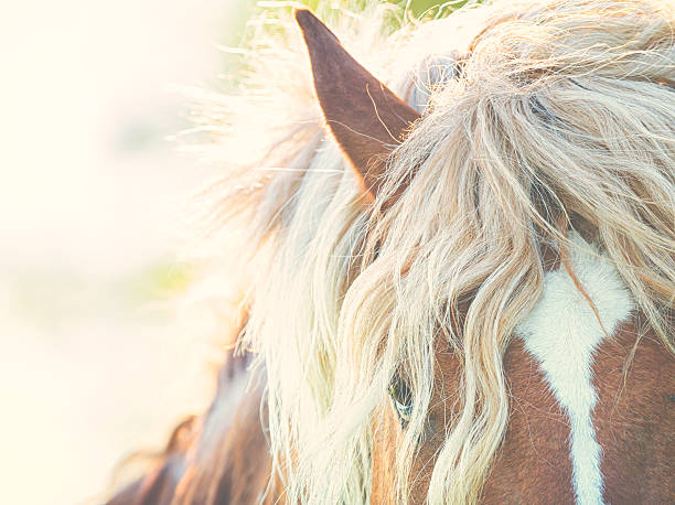 istock Horse with a fluffy pony 530415238