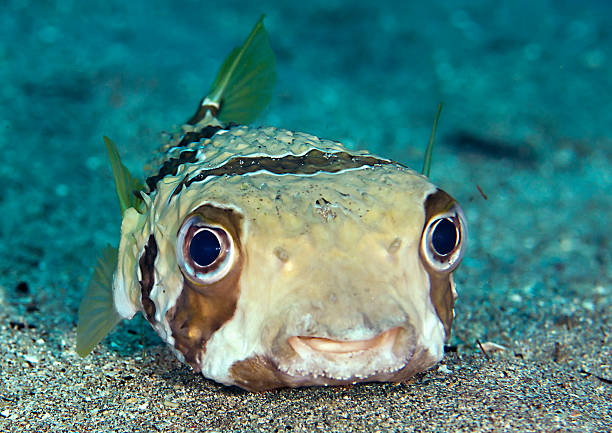 Porcupinefish stock photo