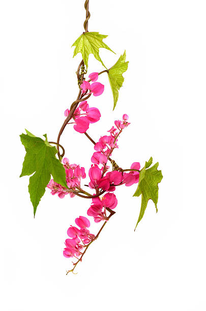 istock Pink flower blossom with green leaves isolate on white 530415437