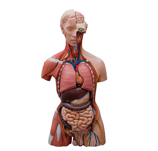 modèle humain - modèle anatomique photos et images de collection