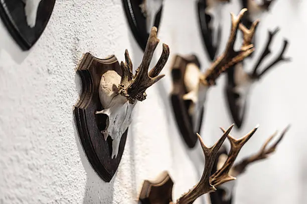 side view from hunted chamois and deers antlers hanging on wall as trophy