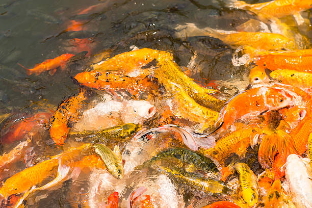 istock Colorful Japanese Koi fish carp 530416208