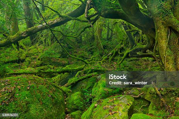 Lush Rainforest Along Shiratani Unsuikyo Trail On Yakushima Island Japan Stock Photo - Download Image Now