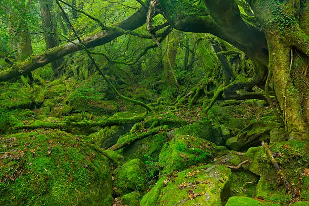 Lush rainforest along the Shiratani Unsuikyo trail (白谷雲水峡) on the southern island of Yakushima (屋久島), Japan.