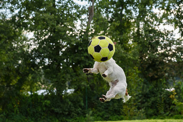 istock Dog with soccer ball instead head jumping high 530416526