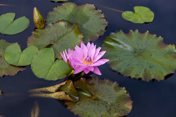 istock Pink lotus blossoms or water lily flowers 530416757
