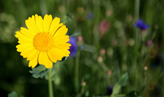 corn marigold lit by the sun against a dark meadow background