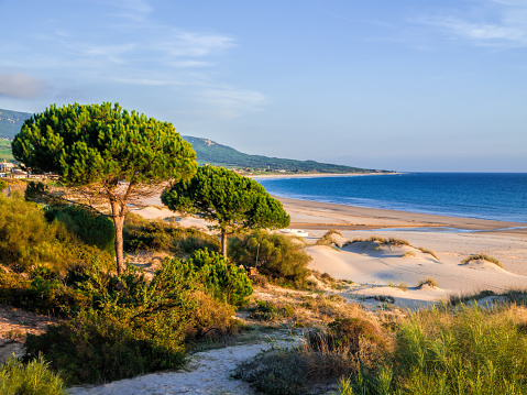 Beach of Bolonia, Tarifa, Spain, costa de la luz with stone pine trees