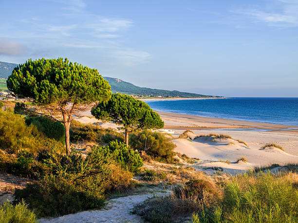 beach Beach of Bolonia, Tarifa, Spain, costa de la luz with stone pine trees pinus pinea photos stock pictures, royalty-free photos & images