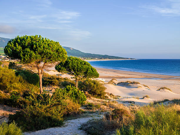 a praia - parasol pine - fotografias e filmes do acervo