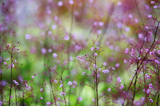 istock ornamental hemp flower 530418031