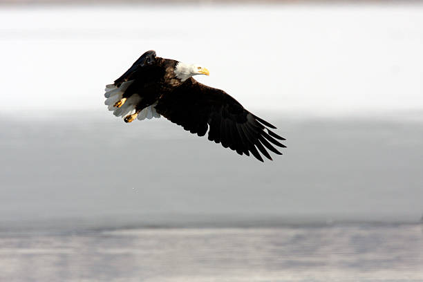 istock Bald Eagle inflight Haliaeetus leucocephalus Utah Bird of Prey 530418285