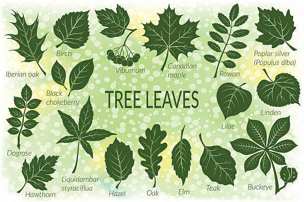 Leaves Of Plants Pictogram Set Stock Illustration - Download Image