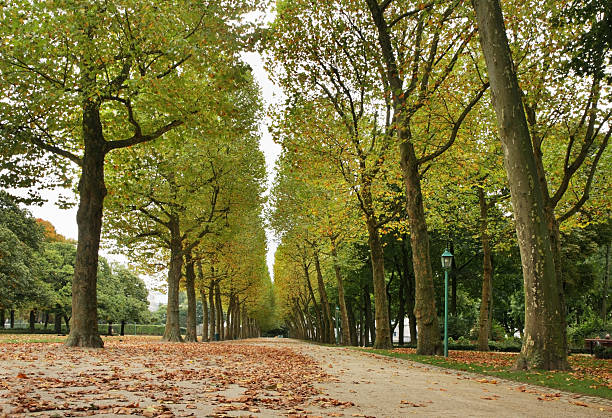 istock Cinquantenaire Park – Jubelpark. Brussels. Belgium 530420562