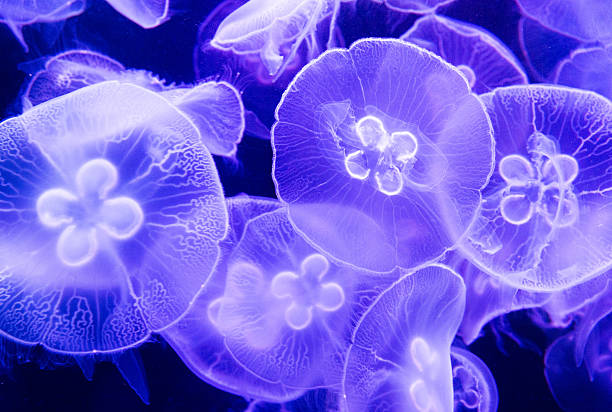 eine gruppe von leuchtende quallen - jellyfish translucent sea glowing stock-fotos und bilder