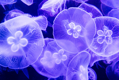 Group of translucent jellyfish at the aquarium for background.