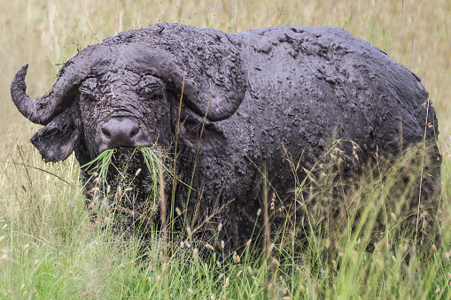 Dirty African buffalo chewing grass in the Maasai Mara national park (Kenya)