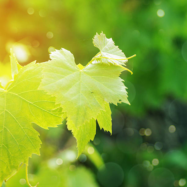 istock Grapes leaves in a vineyard 530421444