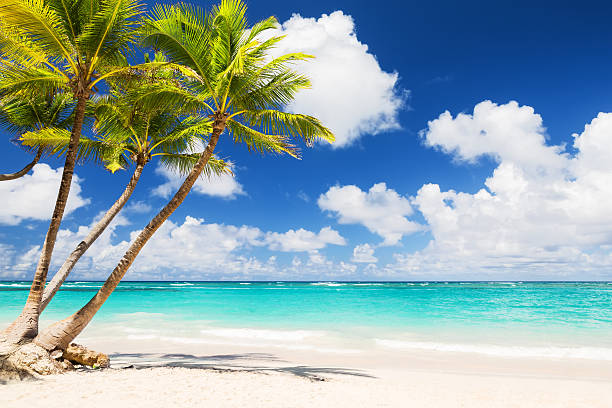istock Coconut Palm trees on white sandy beach 530422324