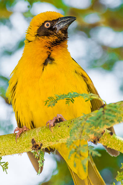 Weaver bird in the Maasai Mara national park (Kenya) Weaver bird sitting on a tree in the Maasai Mara national park (Kenya) weaver bird in the maasai mara national park kenya stock pictures, royalty-free photos & images