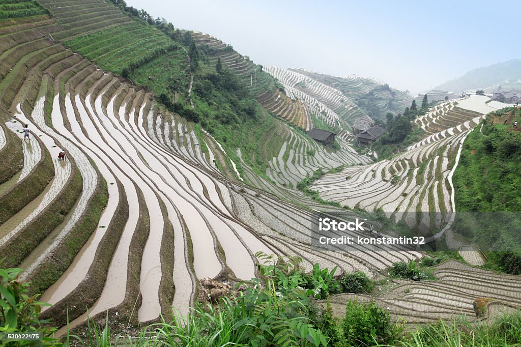 Longji rice terraces, Guangxi province, China Agricultural Field Stock Photo