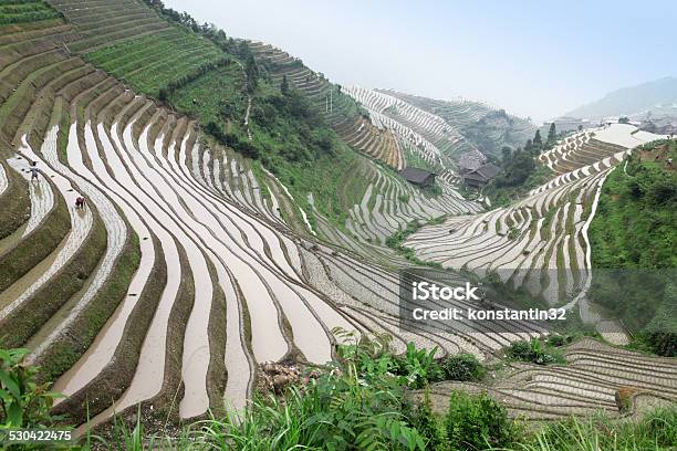 Longji Rice Terraces Guangxi Province China Stock Photo - Download Image Now - Agricultural Field, Agriculture, Asia