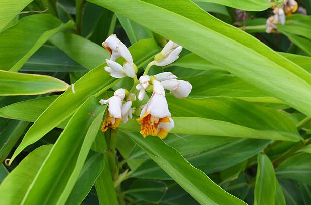 istock flower plant garden 530422542