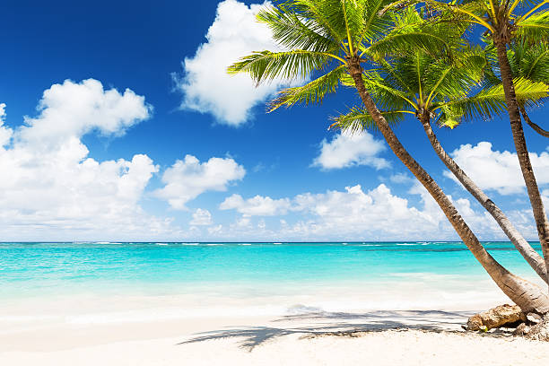 istock Coconut Palm trees on white sandy beach i 530422566