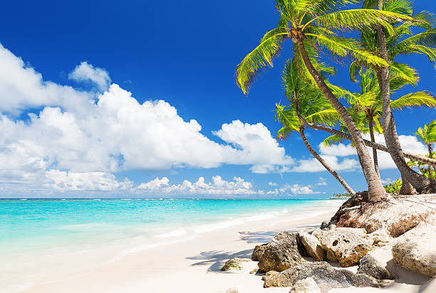 istock Coconut Palm trees on white sandy beach 530422670