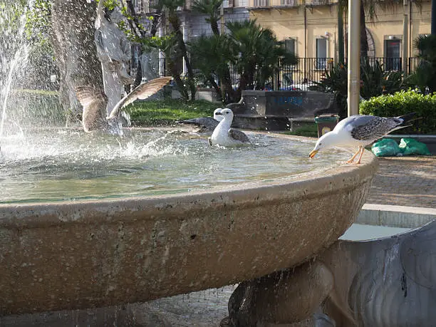 Photo of Seagull Playing and Resting Into a Fountain