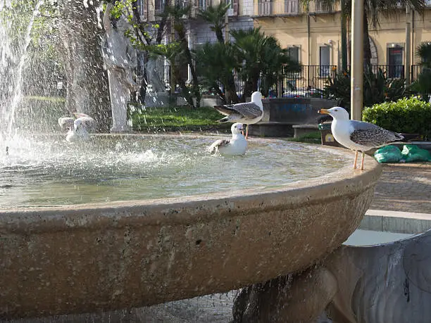 Photo of Seagull Playing and Resting Into a Fountain