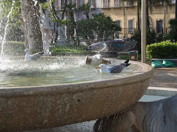 Photo of Seagull Playing and Resting Into a Fountain