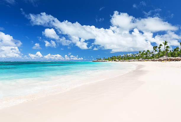 Coconut Palm trees on white sandy beach