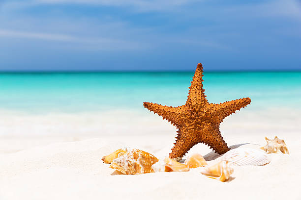 Starfish on the white sandy beach Starfish on the white sandy beach, Copy space for your text shell starfish orange sea stock pictures, royalty-free photos & images