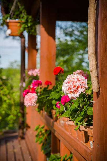 istock Beautiful pelargonium flowers in backyard 530423496