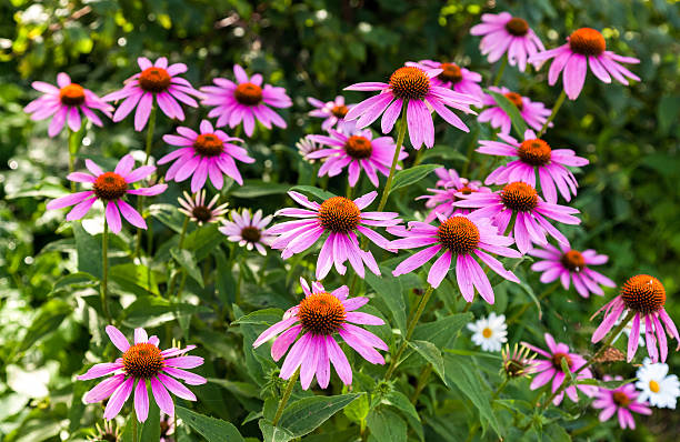 istock Pink Echinacea flowers on green nature background close up 530423741
