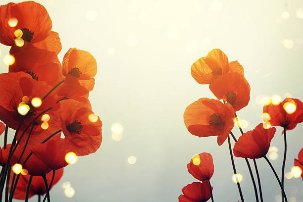 istock poppies in spring with beautiful bokeh 530423892