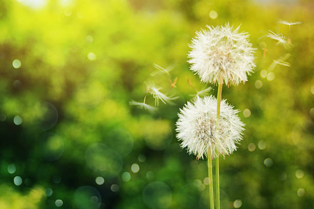 istock dandelion on the nature backround 530424658