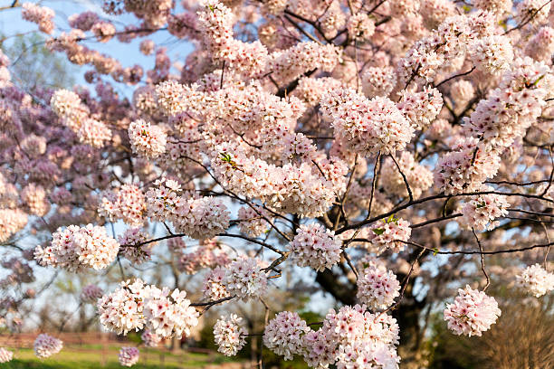 Cherry Blossom stock photo
