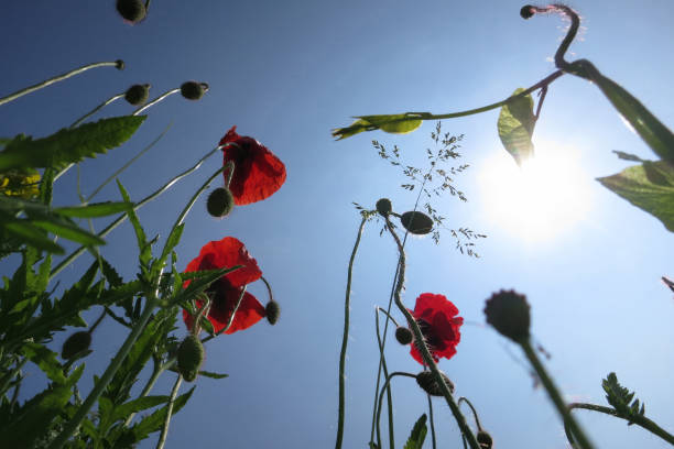istock Poppy, Papaver rhoeas 530424856
