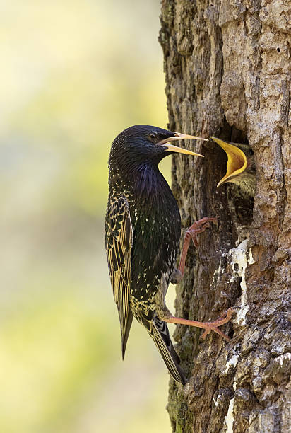 istock Adult common starling (Sturnus vulgaris) discusses with chick 530425366