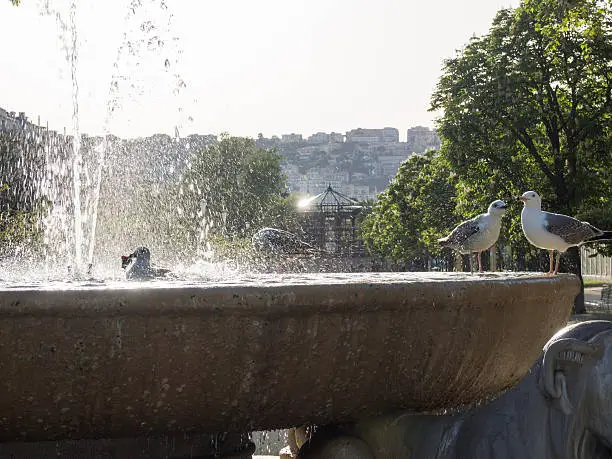 Photo of Seagull Playing and Resting Into a Fountain