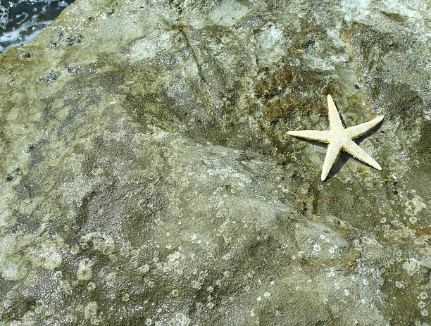 istock large starfish with five toes on the rock 530426096