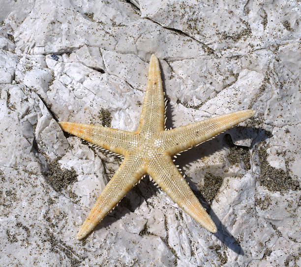 istock large starfish with five toes on the rock 530426330